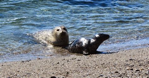Mendonoma Sightings: The first Harbor Seal pups have arrived.