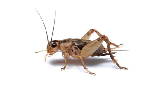 Plague of Crickets Stink Up Waco – Texas Monthly