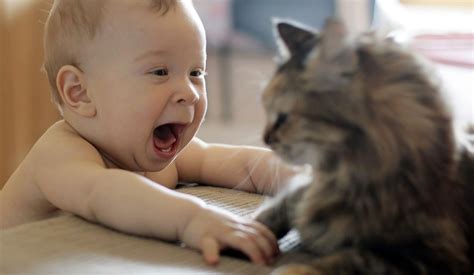 Funny Baby Playes With Cat Wallpapers HD / Desktop and Mobile Backgrounds