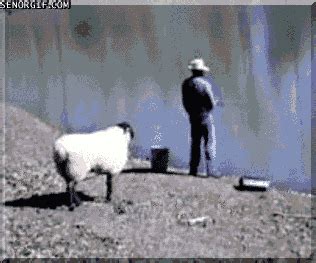 Head Butting GIFs - Find & Share on GIPHY