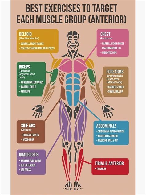 "Best Exercises For Each Muscle Group (Anterior)" Poster for Sale by ...