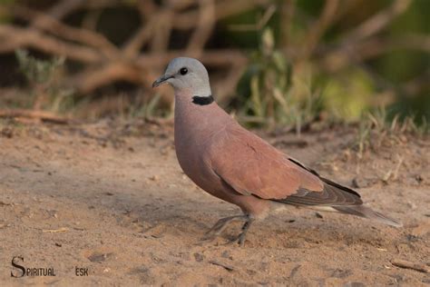 Spiritual Meaning Of Collared Dove: Peace, Hope And Love!