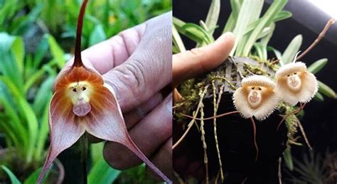 Rare Orchids That Look Like Monkeys – Inner Strength Zone