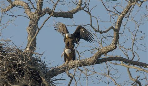 Bald Eagles Mating Photograph by Roy Williams - Fine Art America