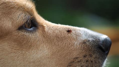 Prevención de picaduras de garrapatas en perros | El Blog De Uma