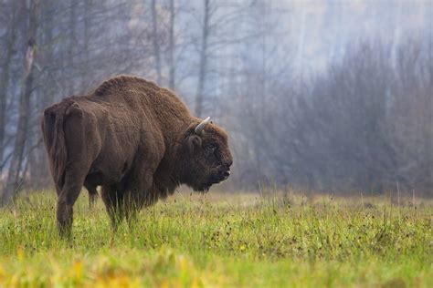 European bison see fortunes improve with conservation help | Express & Star