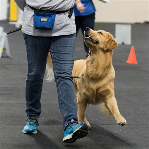 Rally Novice Skills 2 - What a Great Dog! Training Center