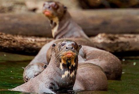 Berang-berang Raksasa: Habitat, Makanan, dan Cara Hidupnya - ekor9.com ...