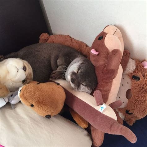 An otter sleeping with stuffed otters doubling their otterness ^_^ # ...