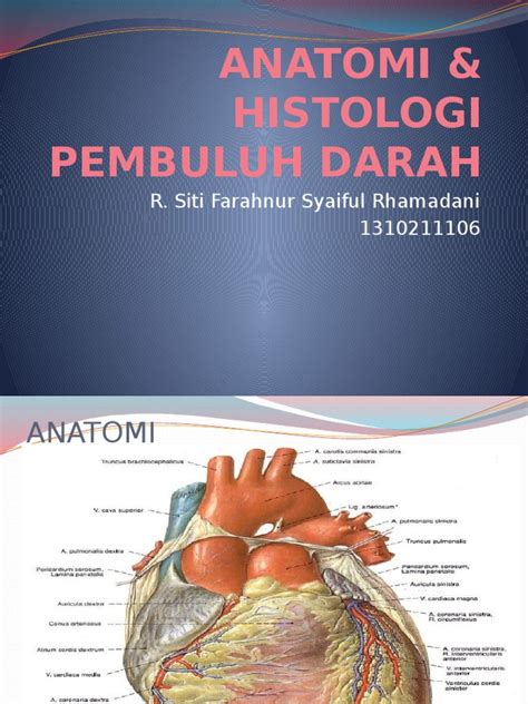 Histologi & Anatomi Pembuluh Darah