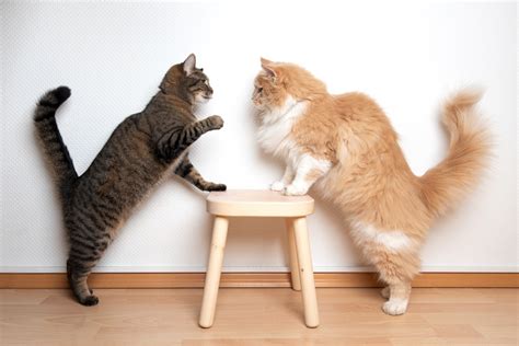 Why Are My Cats Fighting All of a Sudden? | Comfort Zone