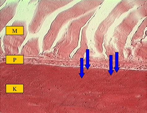 Figure 3 from The periosteum. Part 1: Anatomy, histology and molecular ...