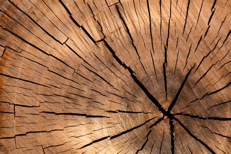 Tree Stump Texture Free Stock Photo - Public Domain Pictures