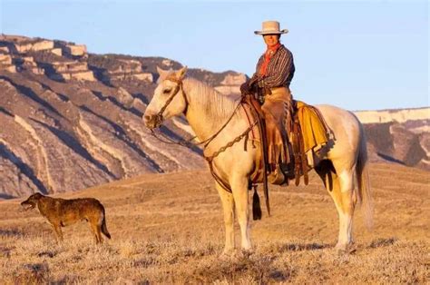 Ranch Horse Breeds: 10 Best Working & Riding Ranch Breeds