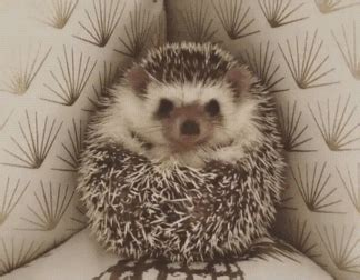 Image result for cute hedgehog gif Cute Small Animals, Cute Funny ...