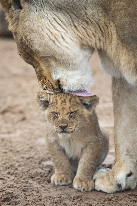 Scar's cub - African Lion cub | Discover Animals