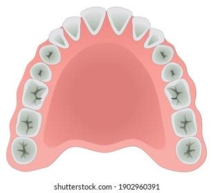 3,231 Upper Lower Teeth Images, Stock Photos & Vectors | Shutterstock