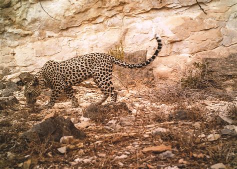 Omani wildlife expert on mission to save Arabian leopard - Times of Oman