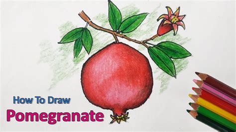 How to Draw Pomegranate Step by Step (Very Easy) - YouTube