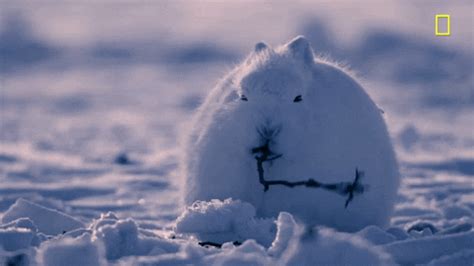 Snow Bunny GIFs - Get the best GIF on GIPHY