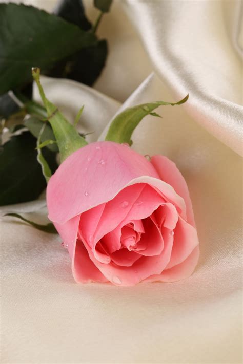 Gambar Bunga Ros Cantik Ani Gambar - vrogue.co