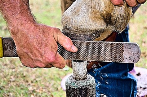 The Wisdom of an Old Farrier