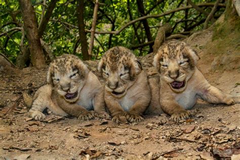 Newborn asiatic lion cubs at the Gir National Park in India : r/aww