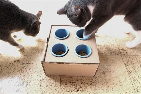 Try This: DIY Puzzle Feeders for Cats