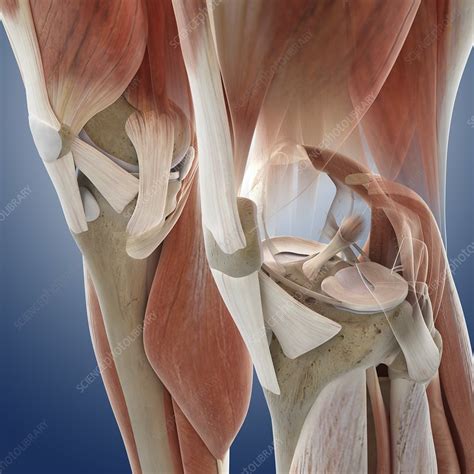 Knee Anatomy Chart