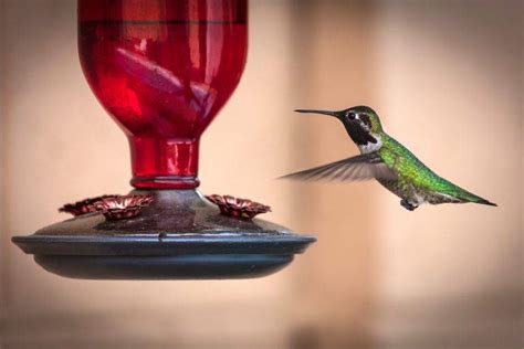 Hummingbirds & Sounds - Veterans Oasis Park Chandler Arizona