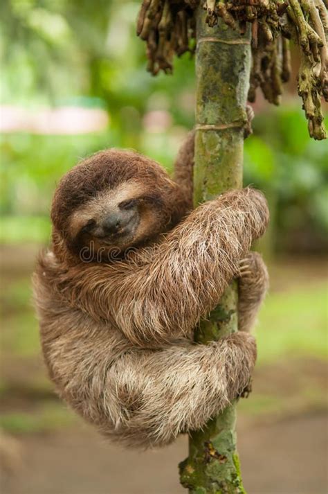 Sleeping three clawed sloth. Sleeping sloth hanging on tree Costa Rica ...