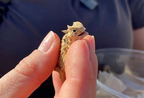 Team from San Antonio Zoo gathers at Hill Country ranch to rebuild ‘horny toad’ population ...