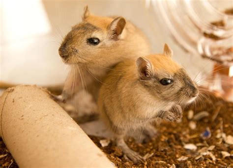 Hamsters vs. Gerbils: What’s the Difference? | PetMD