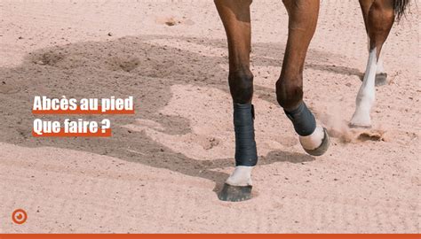 Mon cheval a un abcès au pied, que faire ? - HorseLab