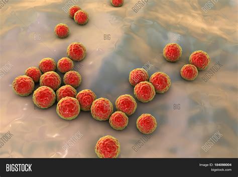 Bacteria Enterococcus Image & Photo (Free Trial) | Bigstock