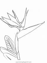 Bird Of Paradise Flower Coloring Page For Kids  Free sketch template