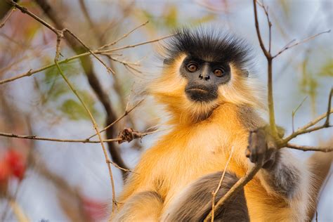 Capped Langur Portrait - Francis J Taylor Photography