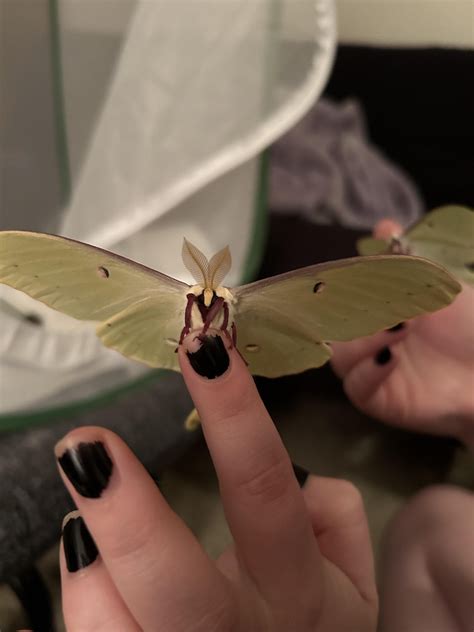 2 of my luna moths hatched! : r/moths