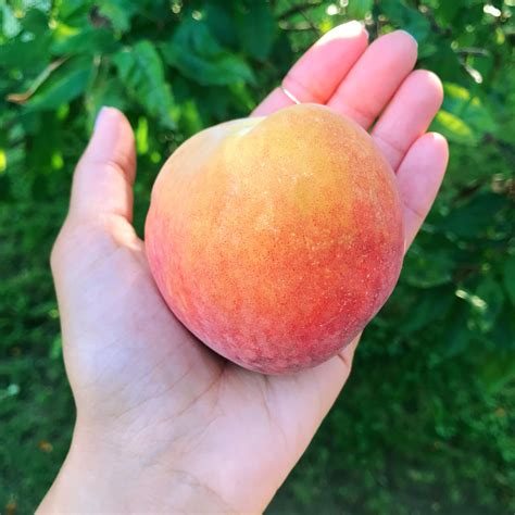 Extremely good shit: McLeod Farms peaches — Just Good Shit