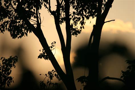 Tree Silhouette With Sunset Sky Free Stock Photo - Public Domain Pictures