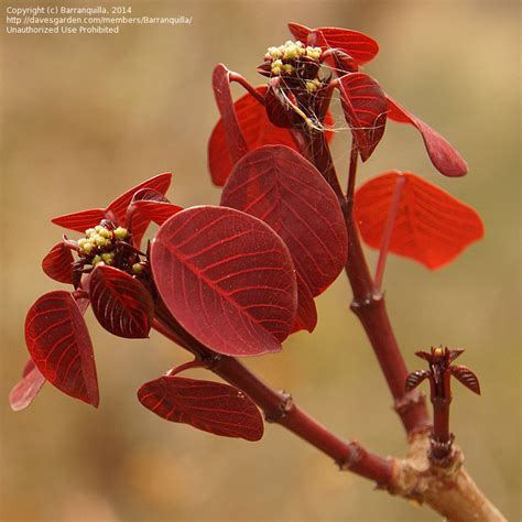 25+ Red Leaf Plant Identification - AnsarAndelka