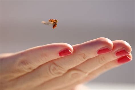 Are Ladybugs Harmful?