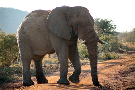 Madikwe Game Reserve, North West Province, South Africa | Flickr