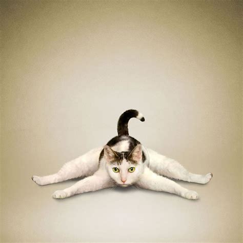 Puppies & Kittens Doing Yoga Are The Cutest Thing Ever | Cat yoga, Animal yoga, Dog cat pictures