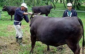 Yusuke Japan Blog: The finest Japanese Beef, Matsusaka Beef