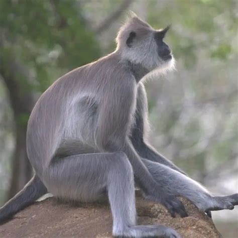 Tufted Gray Langur - Facts, Diet, Habitat & Pictures on Animalia.bio