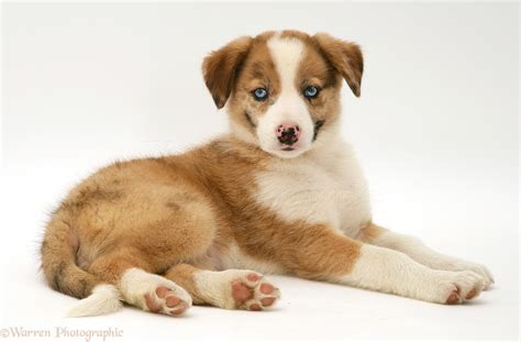 Brown Border Collie Puppies With Blue Eyes