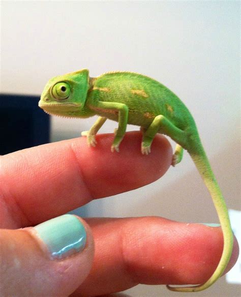 Are Veiled Chameleons Good Pets | Pet Spares