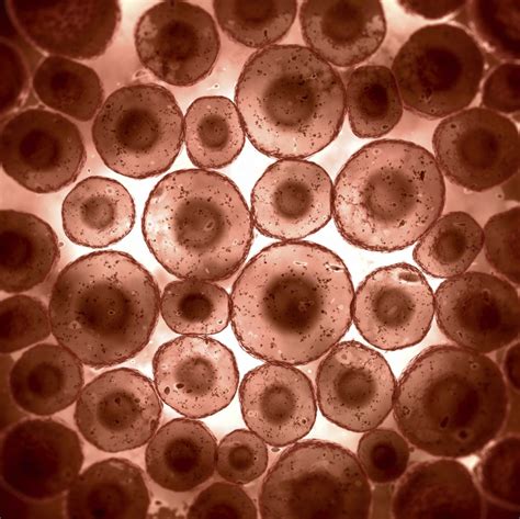 Celula Microscopio | Hot Sex Picture