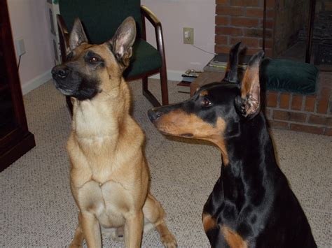 My next 2 dogs I want..Belgium Malinois and Doberman.. | Dogs have/want